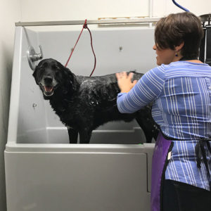 U Wash Dog Wash Healthi Paws