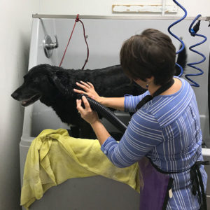 U Wash Dog Wash Healthi Paws