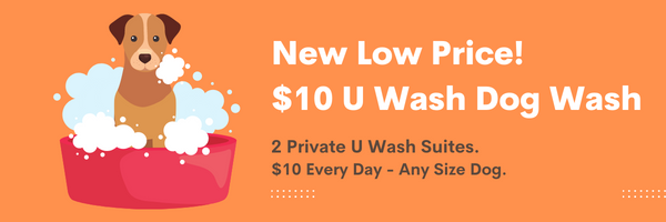 Dog u best sale wash near me